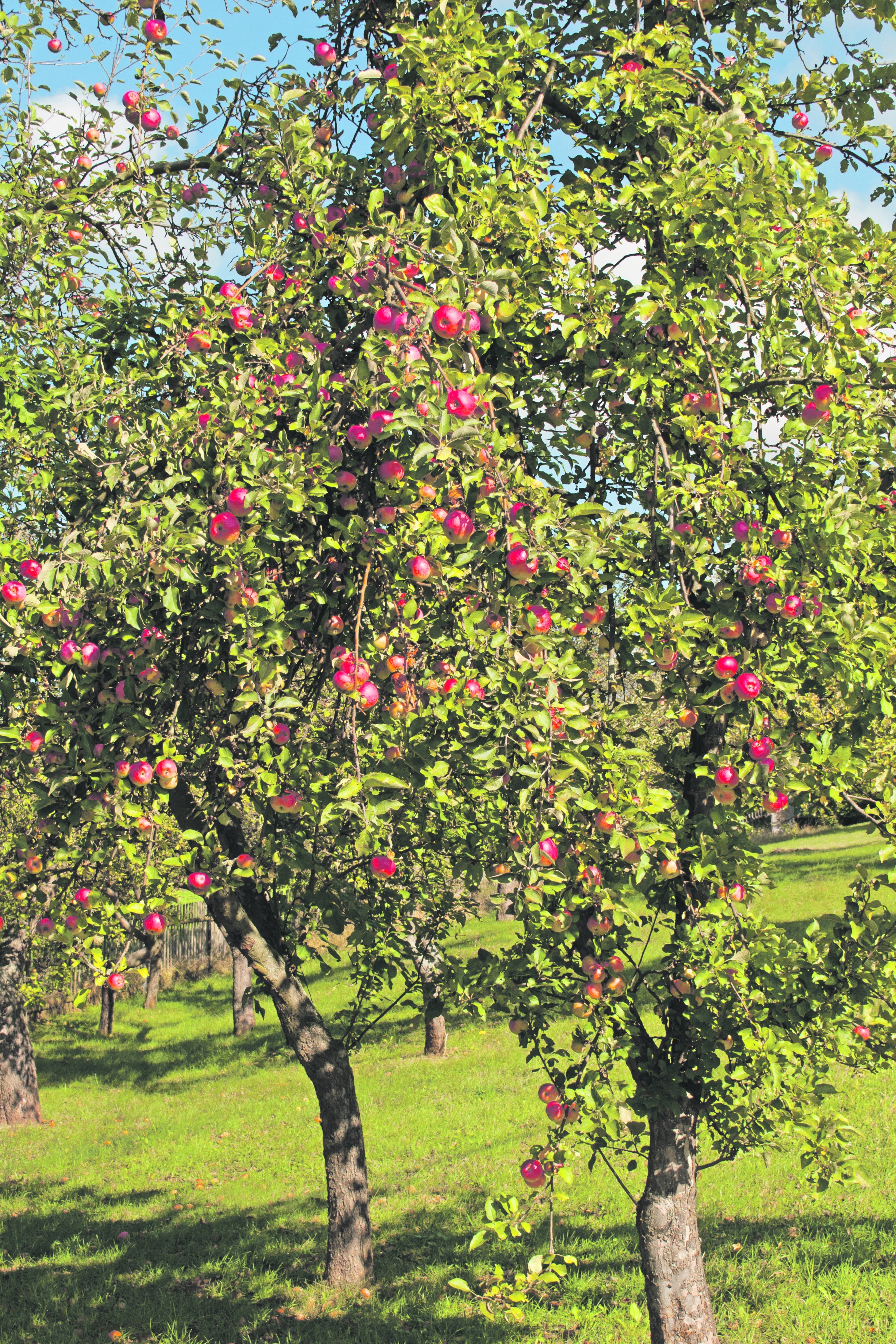 Streuobstwiesen und Apfelbäume müssen gepflegt werden. Bild: Adobe Stock / M. Schuppich