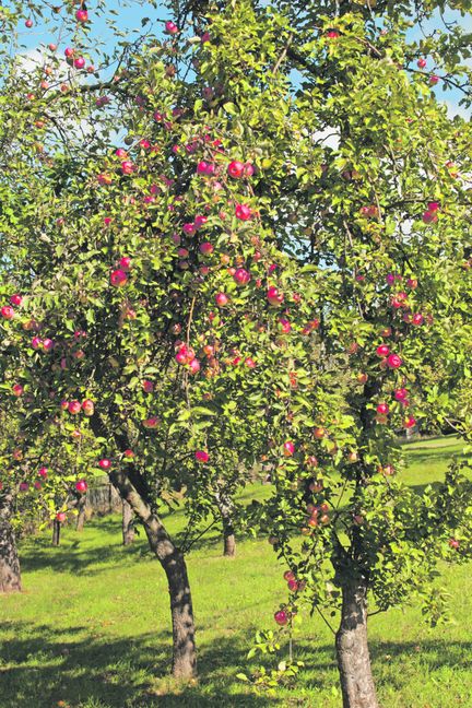 Streuobstwiesen und Apfelbäume müssen gepflegt werden. Bild: Adobe Stock / M. Schuppich