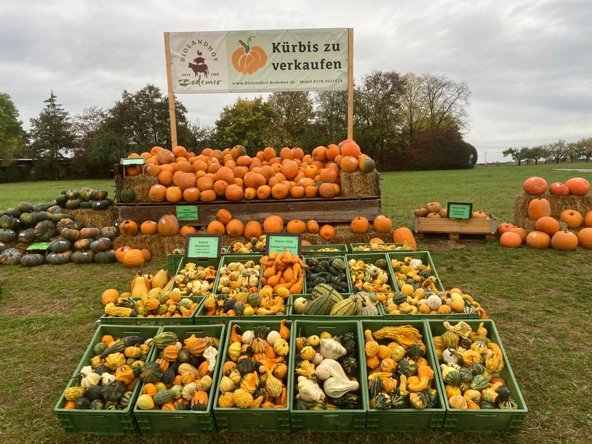 Von orange bis grün, von rund bis gezackt – Speisekürbisse bereichern die Küche, Zierkürbisse dienen als Deko-Element für Haus und Garten. Bild: z