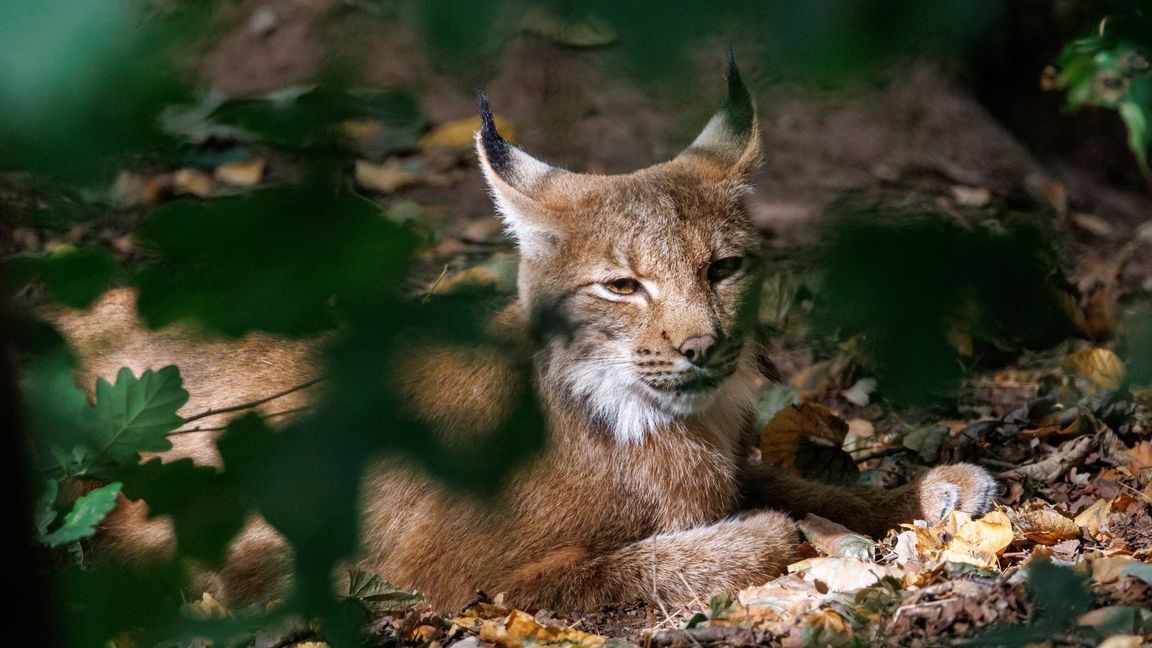 Die Auswilderung ist Teil des Projekts „Luchs Baden-Württemberg“. (Symbolbild)