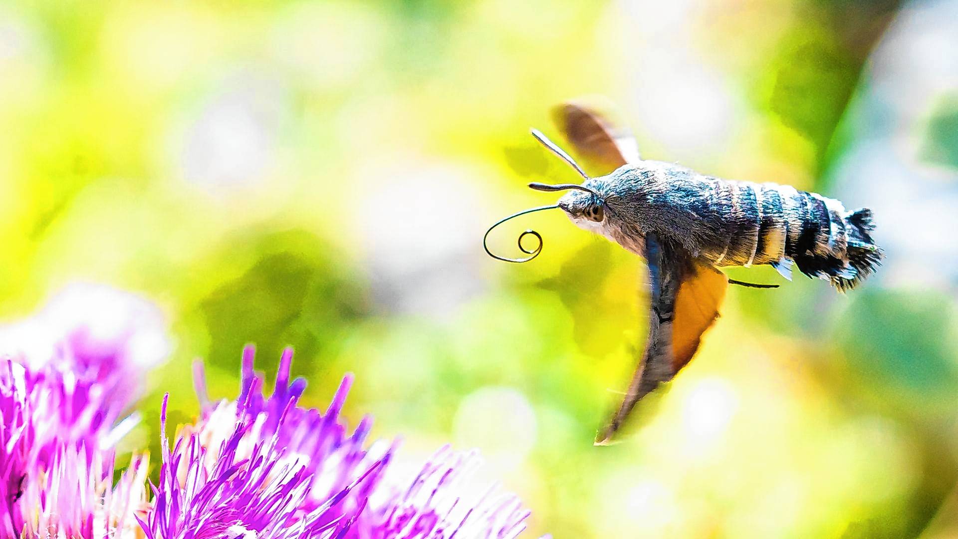 Viele der gen Süden ziehenden Insekten sind bekannte Gartenbewohner - so auch das Taubenschwänzchen.