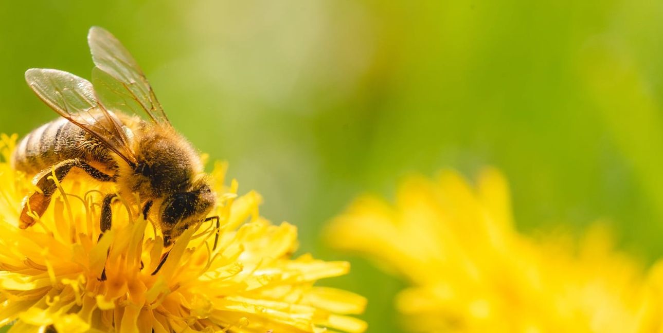Bienen sind die großen Sympathieträger unter den Insekten.