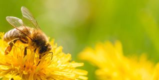 Bienen sind die großen Sympathieträger unter den Insekten.