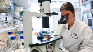 Eine Mitarbeiterin des Deutschen Krebsforschungszentrum bearbeitet in einem Labor unter dem Mikroskop eine Probe.