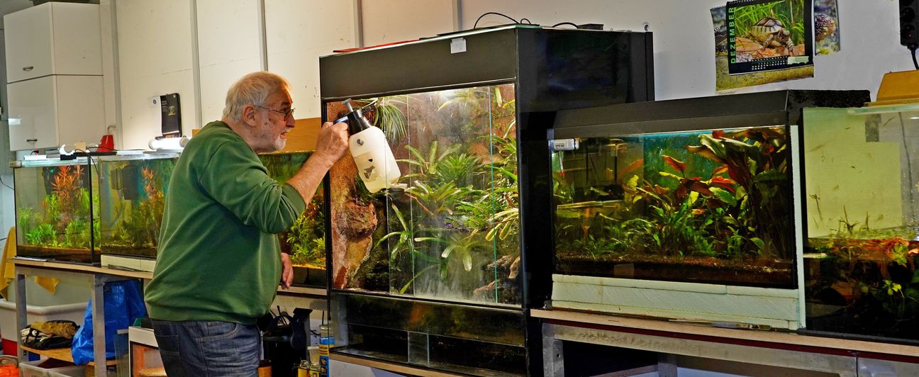 Ulrich Schwarz, Spartenleiter Aquaristik und Terraristik“ kümmert sich um seine Liebsten.   Bild: Linke