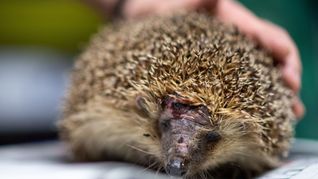 Mähroboter sind wahre Todesfallen für Igel. (Foto-Archiv)