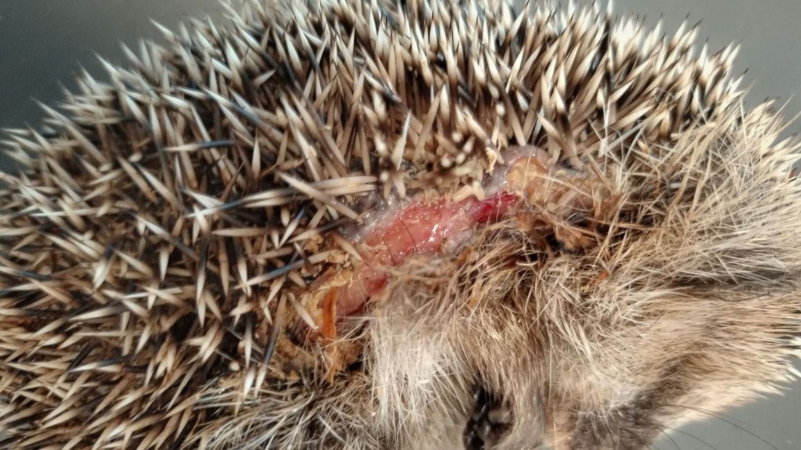 Immer wieder im Frühjahr werden Mähroboter zur tödlichen Falle für Igel. (Foto-Archiv).