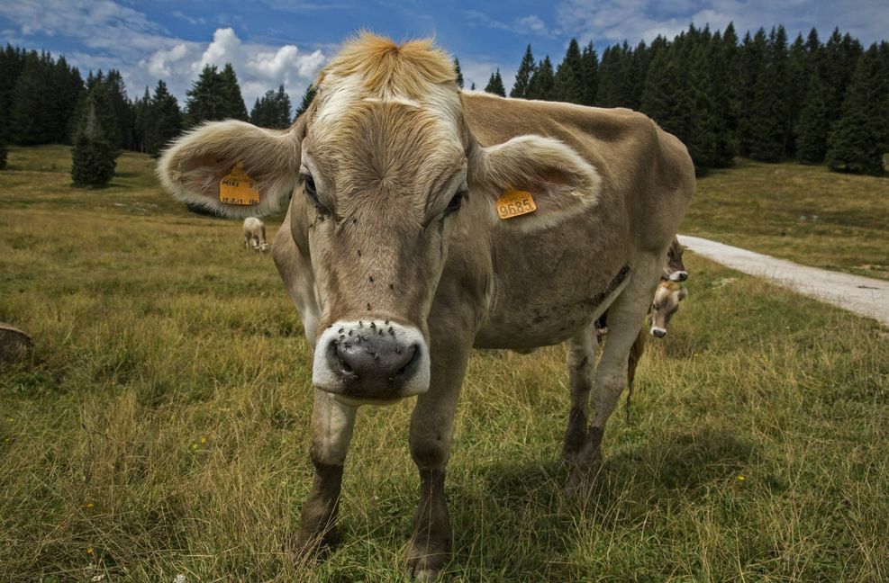 Ein Bulle auf der Alm, das ist die Idealvorstellung von Tierhaltung – für die meisten Tiere gibt es aber nicht so viel Idylle.