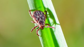 Je nach Areal sind 5 bis 50 Prozent der Zecken in Deutschland mit Borreliose infiziert.