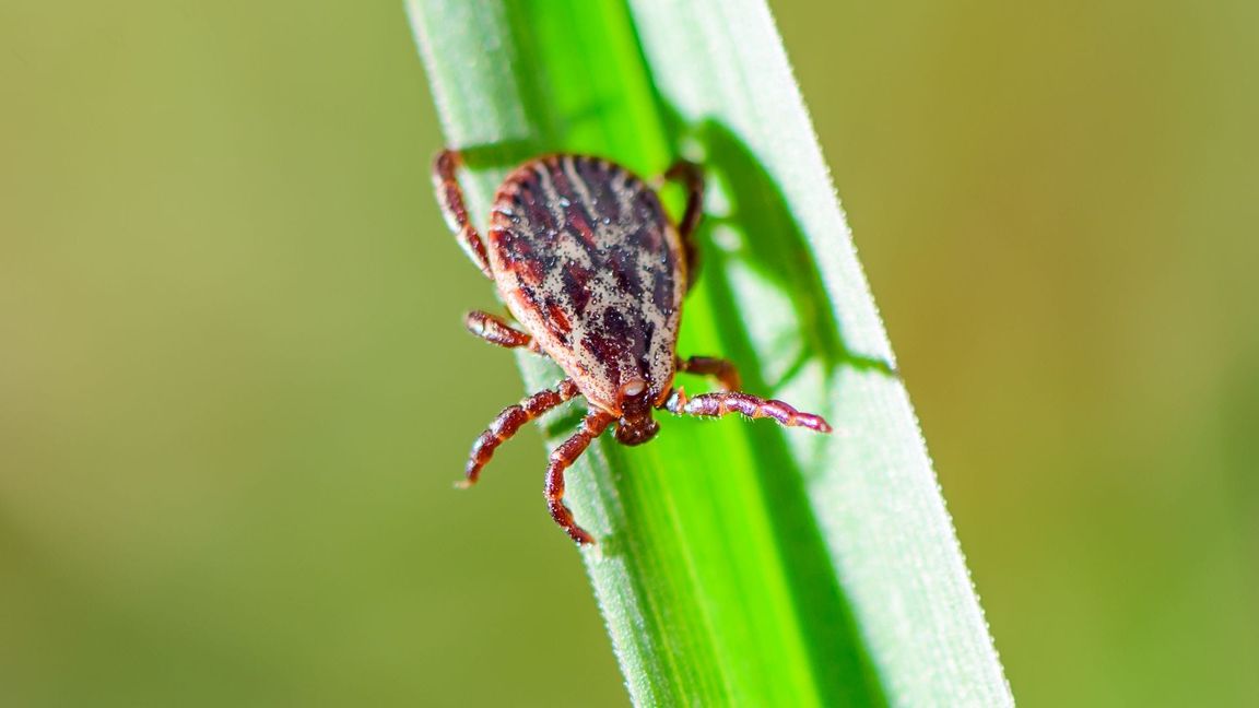 Je nach Areal sind 5 bis 50 Prozent der Zecken in Deutschland mit Borreliose infiziert.