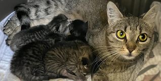 48 Katzenbabys und 55 erwachsene Tiere sind derzeit im Kreistierheim untergebracht.