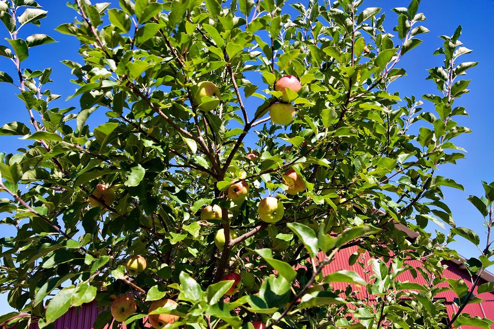 Um Streuobstbäume ging es beim Streit des Nabus mit der Stadt Weil der Stadt.