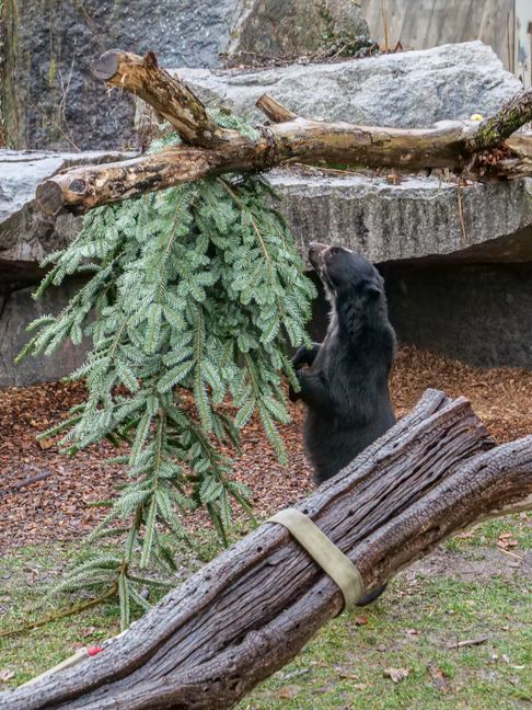 Für die feinen Nasen der Brillenbären ist der Duft der Zweige reizvoll.    Foto: Wilhelma Stuttgart