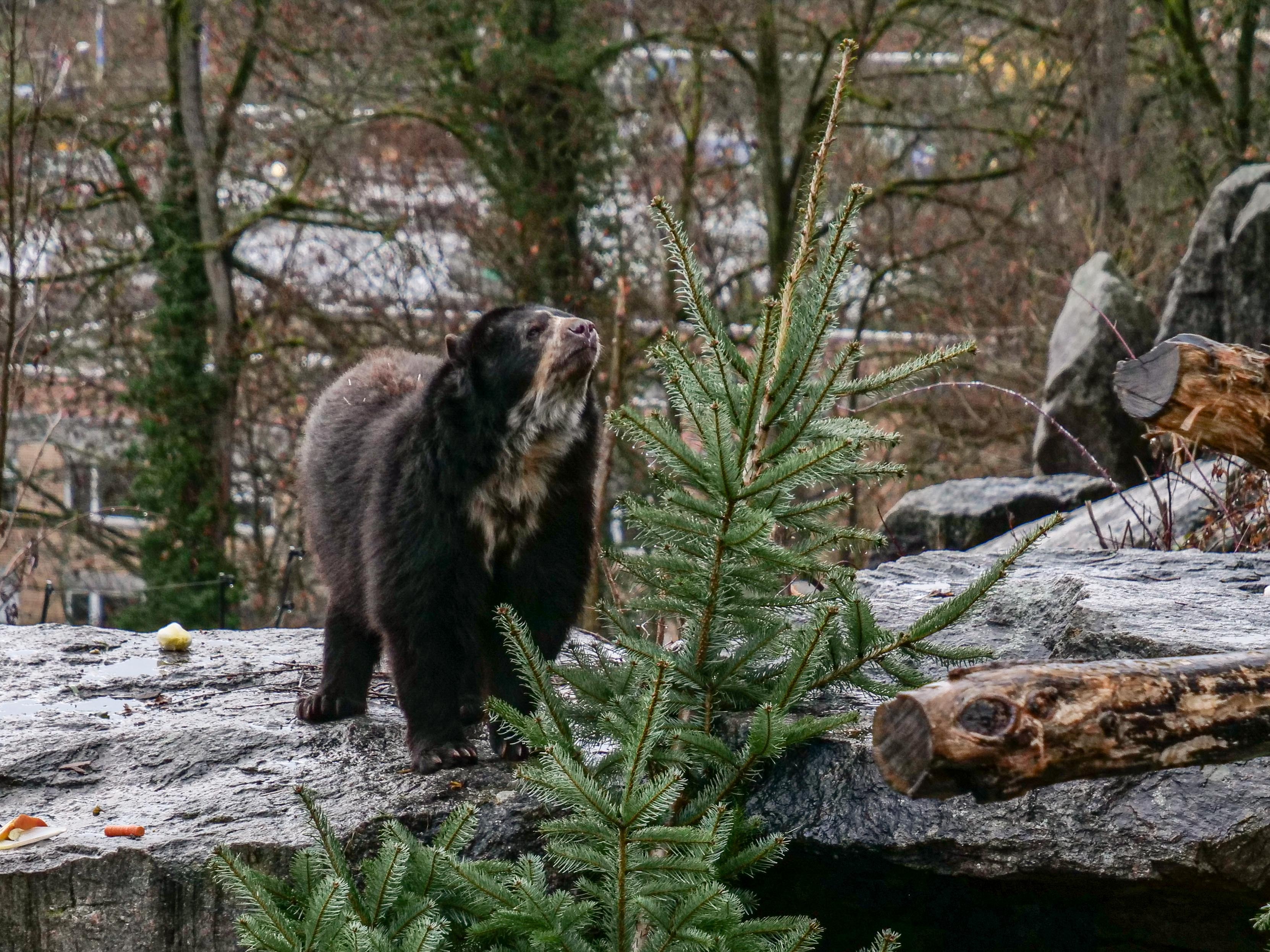 Für die feinen Nasen der Brillenbären ist der Duft der Zweige reizvoll.     Foto: Wilhelma Stuttgart