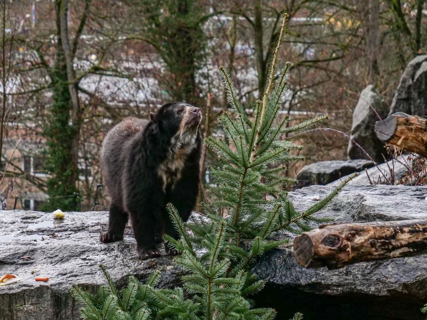 Für die feinen Nasen der Brillenbären ist der Duft der Zweige reizvoll.     Foto: Wilhelma Stuttgart