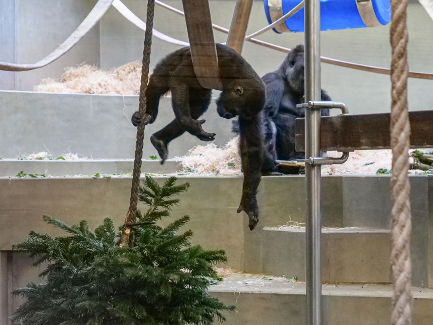 Für die jungen Gorillas ist der aufgehängte Baum in erster Linie Spielgerät.    Foto: Wilhelma Stuttgart