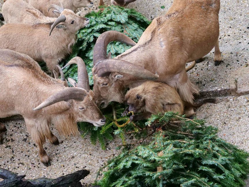 Dscheladas und Mähnenspringer treffen sich zum Weihnachtsbaumessen.      Foto: Wilhelma Stuttgart