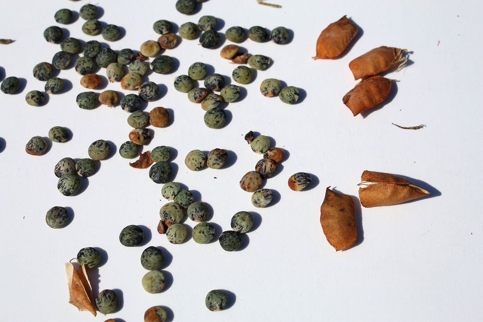 Linsen gelten als heimisches Superfood. Bild: Jung