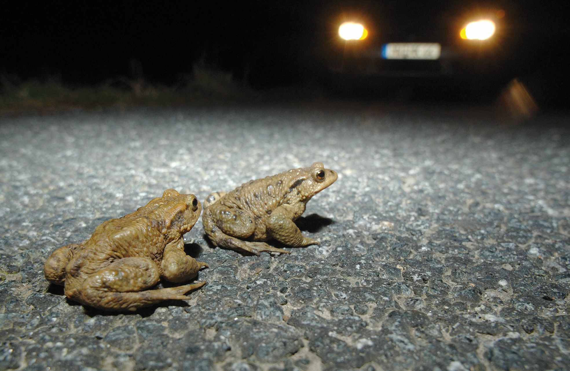 Achtung Krötenwanderung: Auf ihrer Hochzeitsreise gefährden die Tiere sich und andere. Bild: Adobe/Hoesel