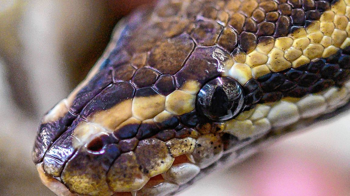 Passanten hatten eine Königspython auf einem Feldweg in Dornstadt entdeckt. (Symbolbild)