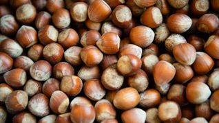 Die Haselsnussernte ist in Italien so schlecht ausgefallen wie seit Jahrzehnten nicht mehr. (Archivbild)