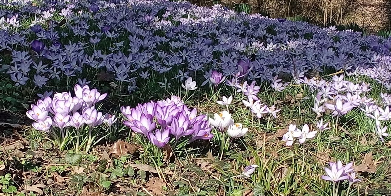 Überall im Kreis Böblingen blühen derzeit tausende Krokusse. Haben Sie ein schönes Frühlingsfoto? Dann schicken Sie es an redaktion@szbz.de.	Bild: Schweiker