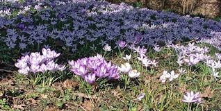 Überall im Kreis Böblingen blühen derzeit tausende Krokusse. Haben Sie ein schönes Frühlingsfoto? Dann schicken Sie es an redaktion@szbz.de. Bild: Schweiker