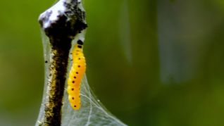 Raupe der Gespinstmotte am Ast eines Apfelbaums.