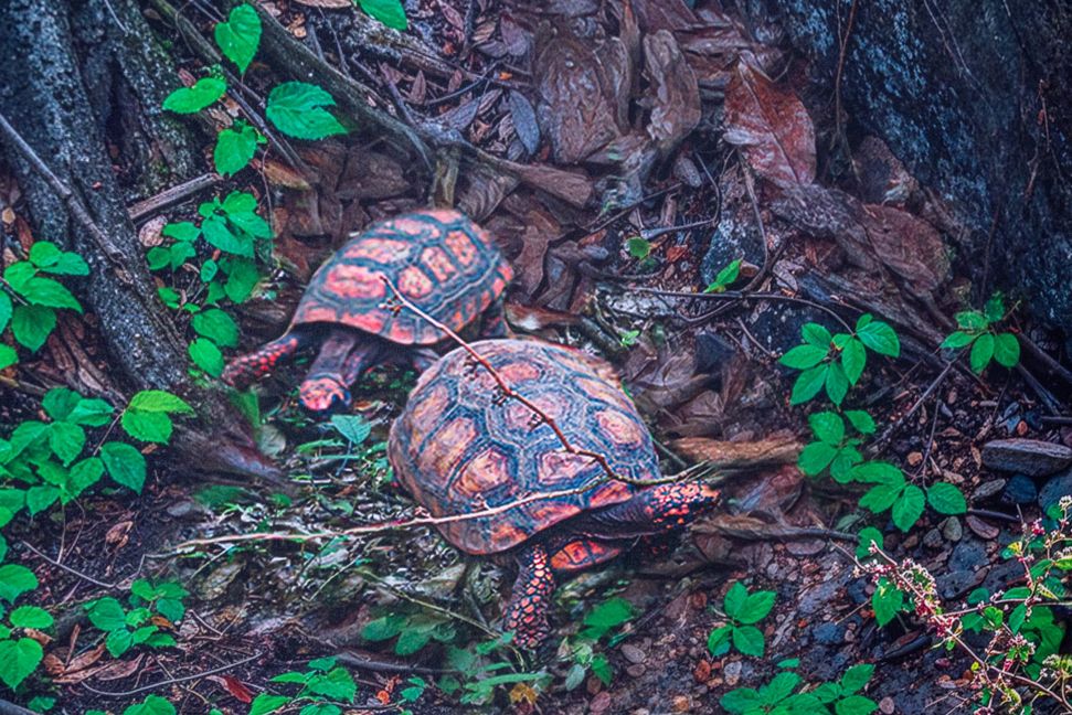 Die beiden Waldschildkröten leben nur während der Paarungszeit zusammen. Die Einzelgänger sind auch bei uns als Haustier bekannt.
