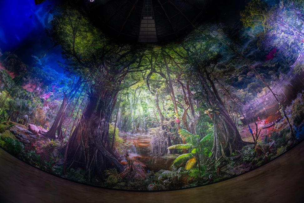 Eintauchen in den Regenwald, das ist im 360° Panorama möglich.