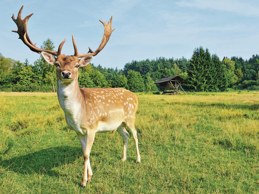 Immer ein Hingucker: Ein Damhirsch.