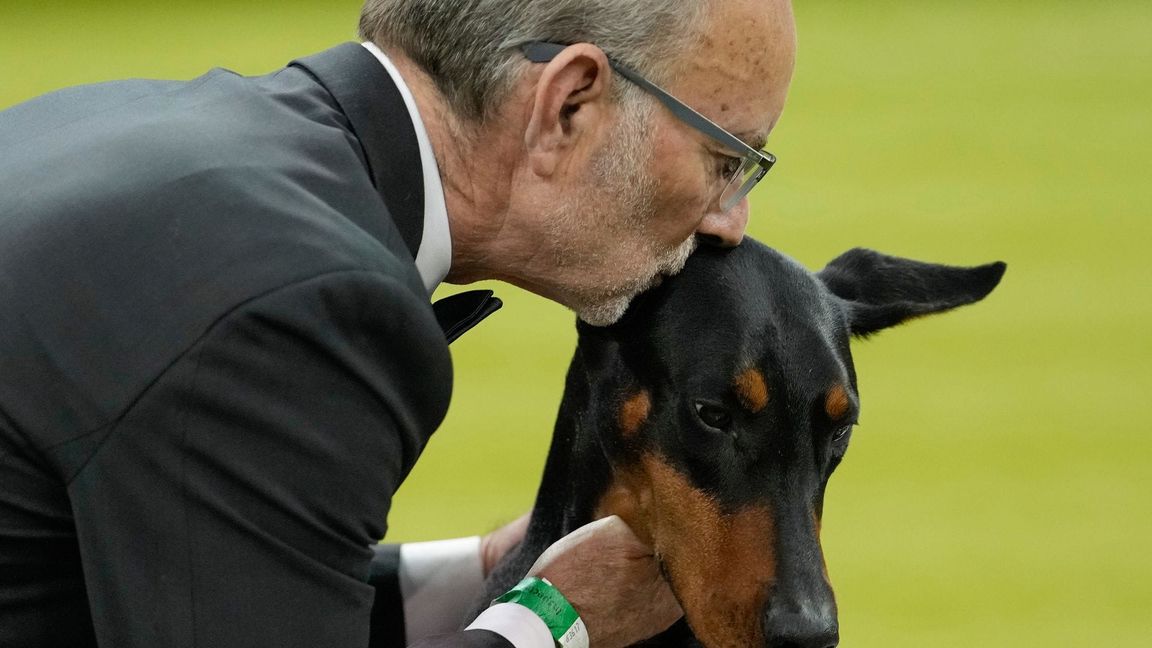 Wer bei der weltberühmten Westminster-Hundeshow den wichtigsten Preis gewinnt, wird oft zu einem Star.