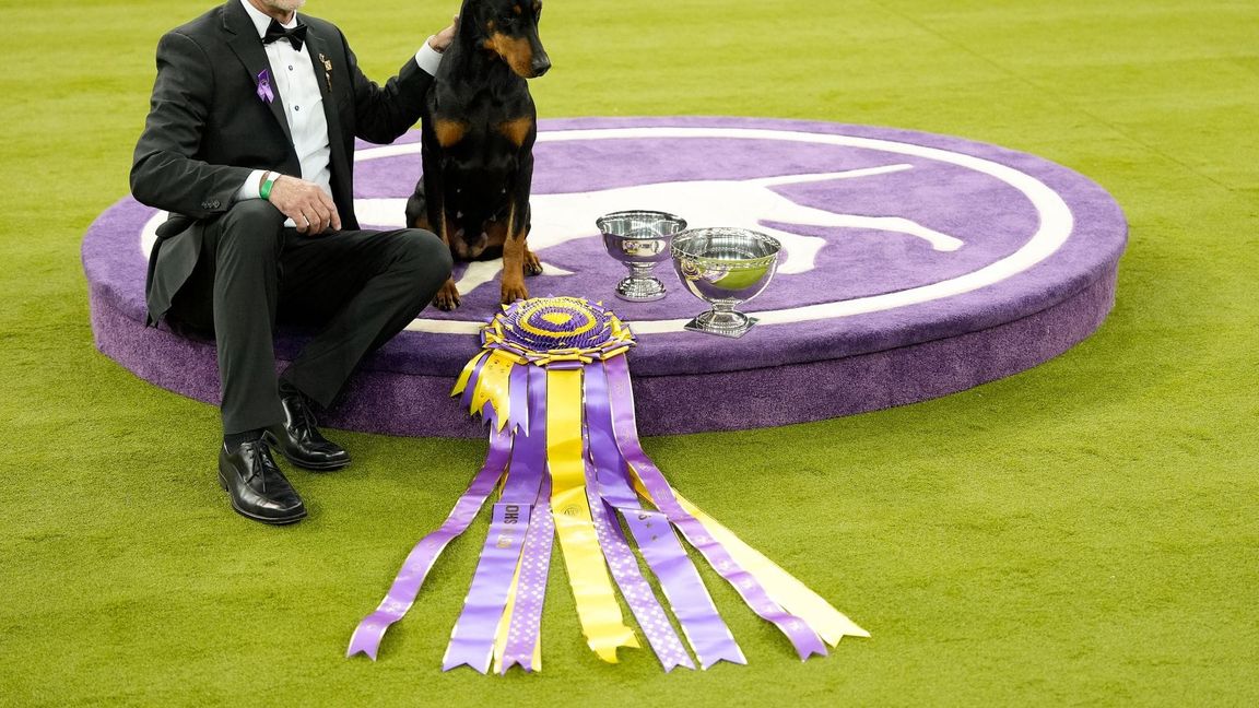 "Penny", die Dobermann-Dame, ist die 42. weibliche Gewinnerin in der 150 Jahre alten Geschichte des Westminster-Hundewettbewerbs.