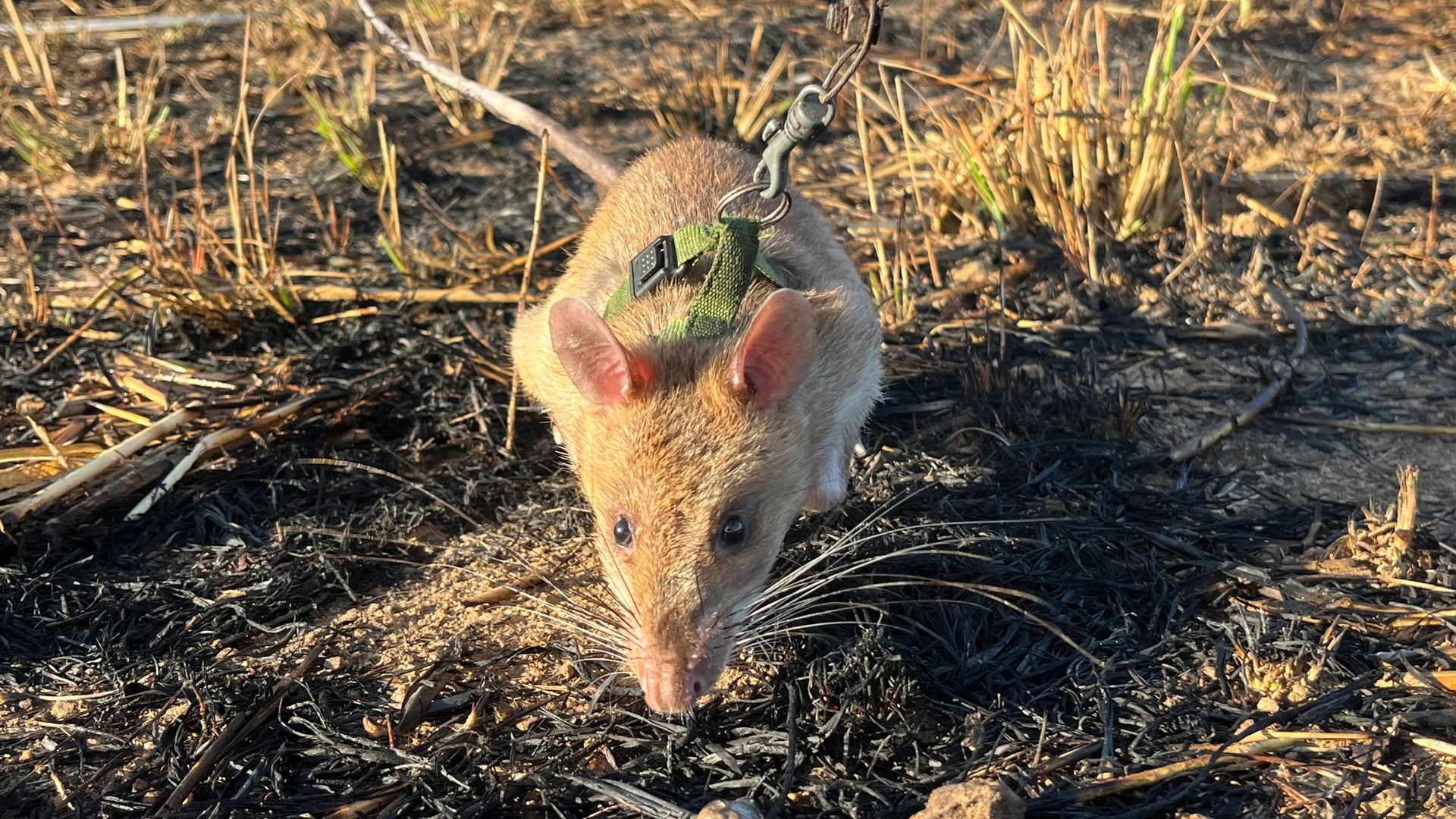 Ratte Baraka wittert auf einem Minenfeld nach vergrabenem Sprengstoff.