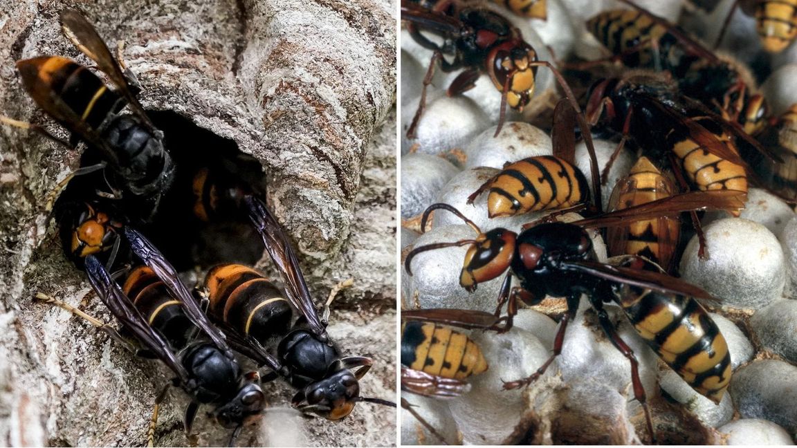 Die Asiatische Hornisse (links) und ihre europäische Verwandte unterscheiden sich im Aussehen recht deutlich.