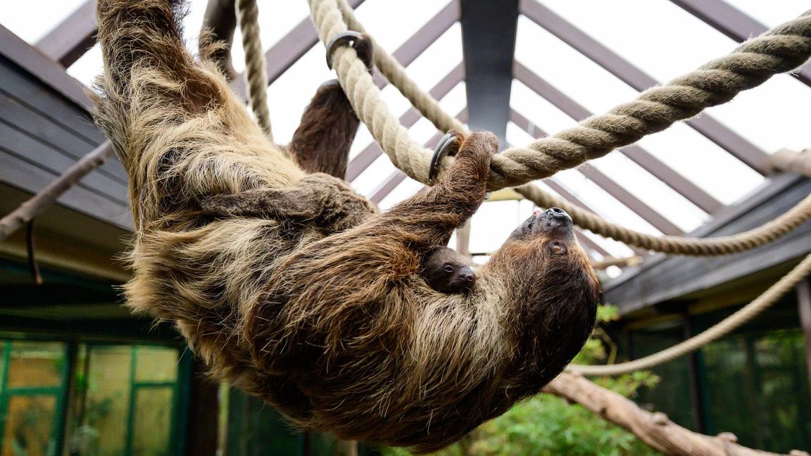 Bei einer Tragzeit von rund zehn bis elf Monaten hatte niemand damit gerechnet, dass es so schnell wieder Nachwuchs geben könnte.
