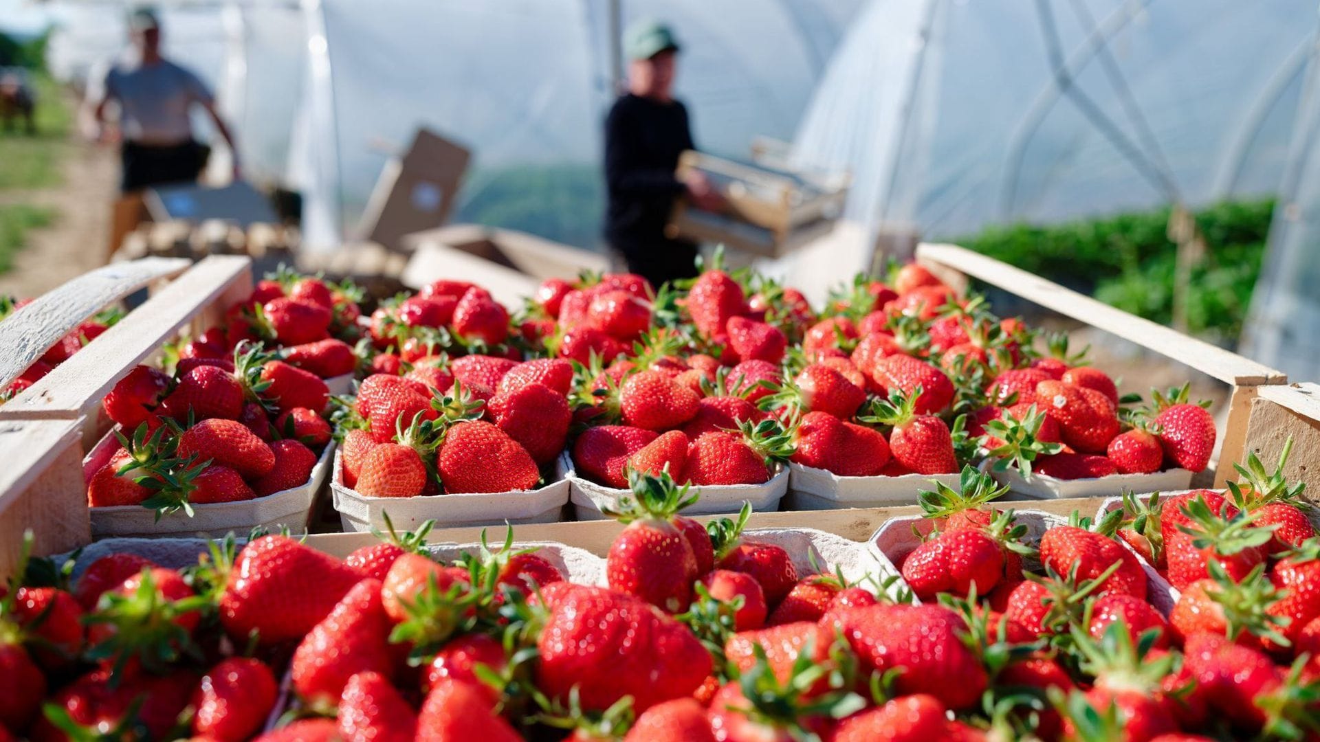 Kisten mit frisch gepflückten Erdbeeren stehen vor Treibhaus-Tunneln (Archivbild).