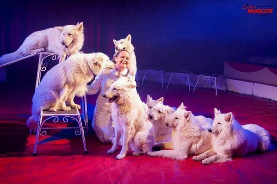 Die weißen Schäferhunde sind eine der Nummern beim Hofmeister-Zirkus.
