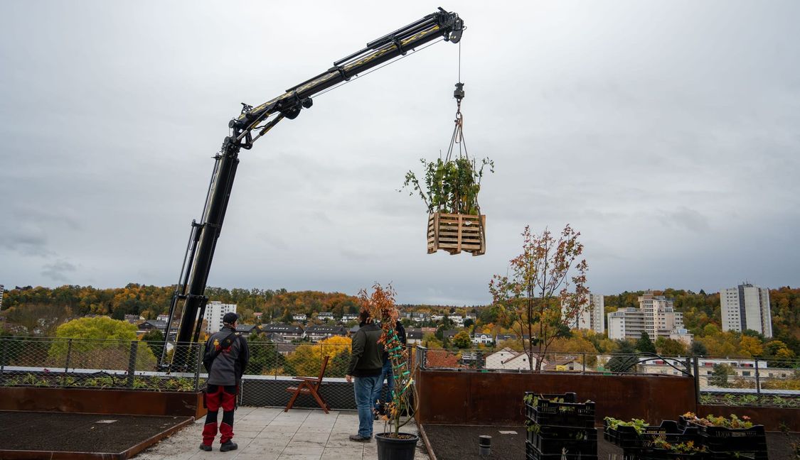 Der Spezialkran wurde vor dem Eingang aufgebaut. Er hievt Pflanzen und Rollrasen für die Dachterrasse und den Baum für den Innenhof hoch.