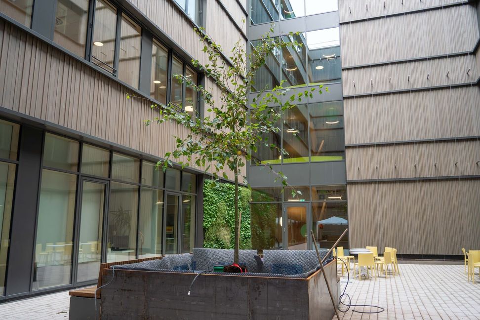 Der Rostbart-Ahorn ziert nun den Innenhof. Im Hintergrund ist eine von zwei begrünten Fassaden im Hof zu sehen.
