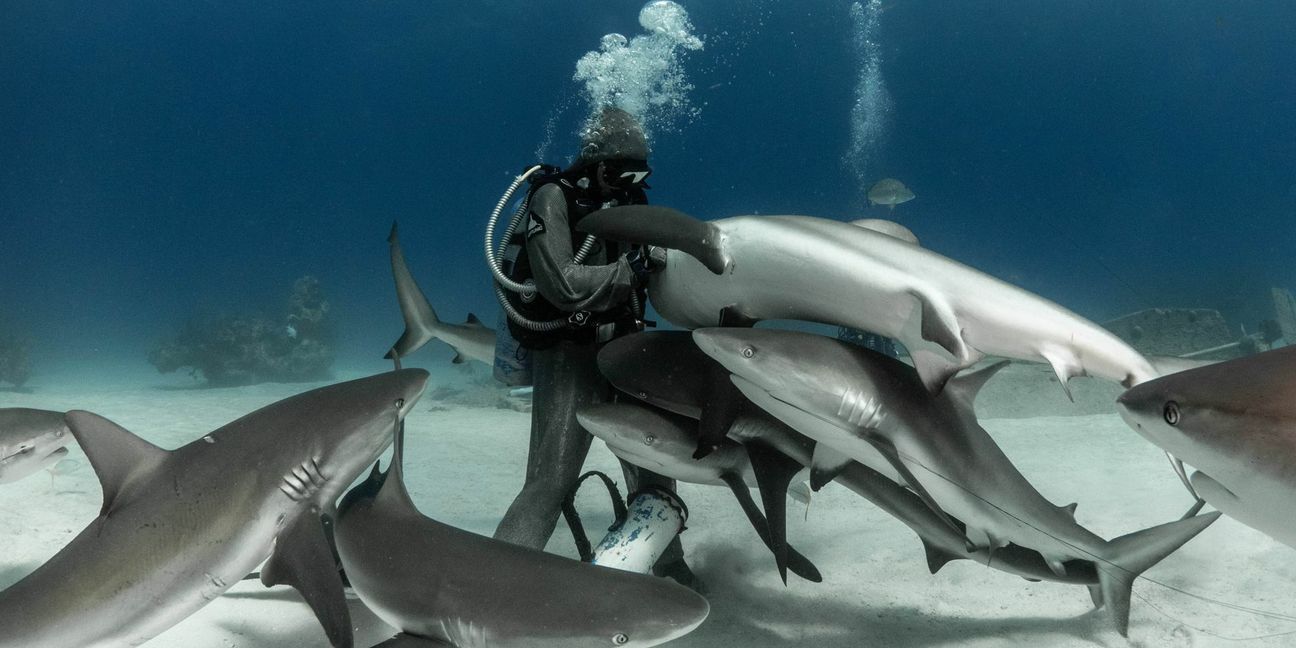 Arm im Maul: Cristina Zenato befreit einen Hai von einem Angelhaken
 Foto: Kewin Lorenzen