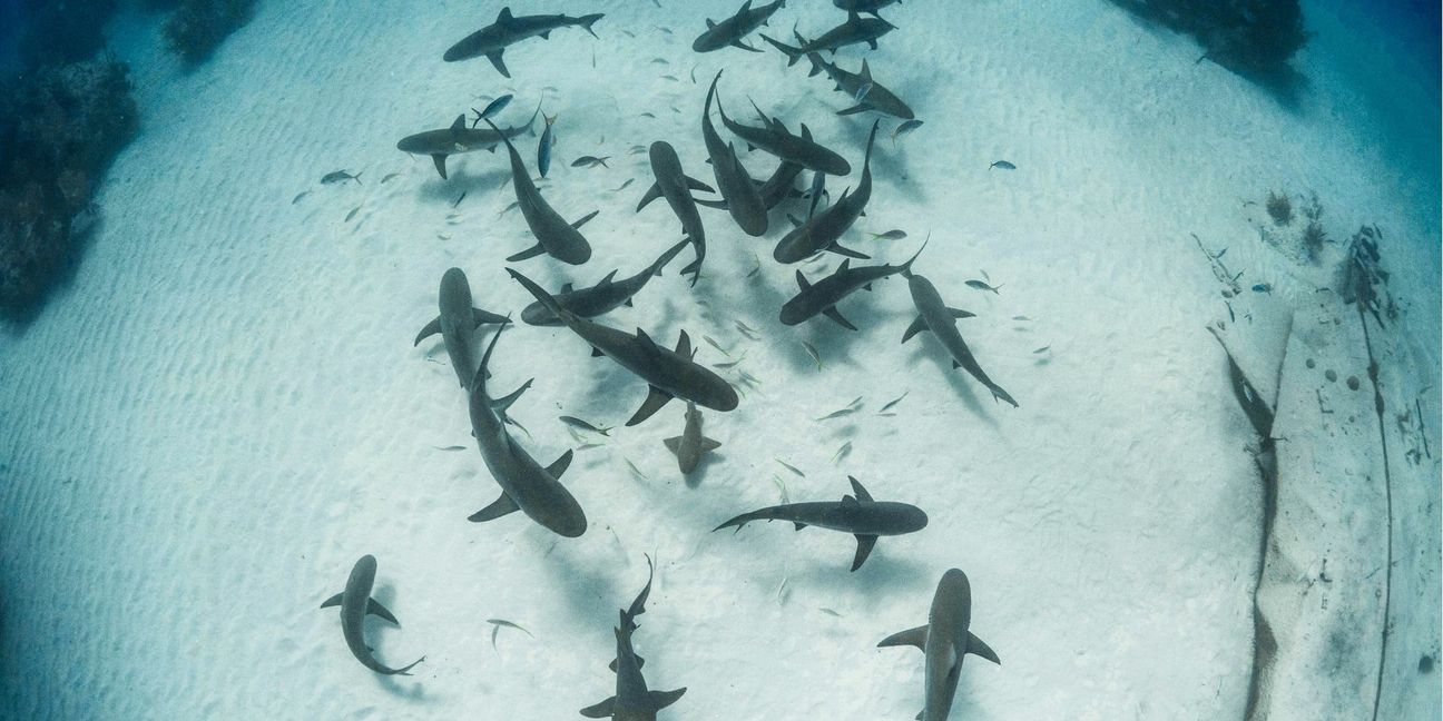 Ein Hai-Schwarm vor den Bahamas
 Foto: Cristina Zenato