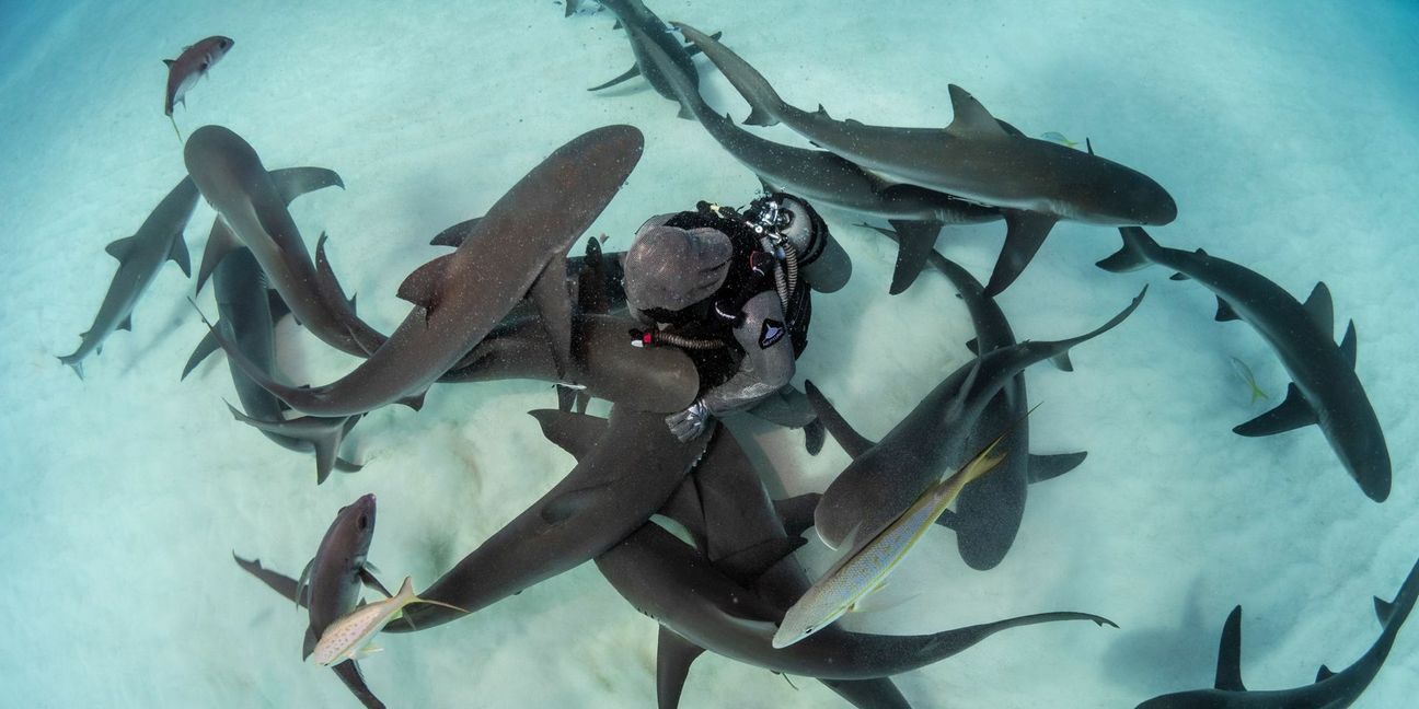 „Ein ganz normaler Tag mit meinen Haien“ – sagt die Taucherin Cristina Zenato.
 Foto: Kewin Lorenzen