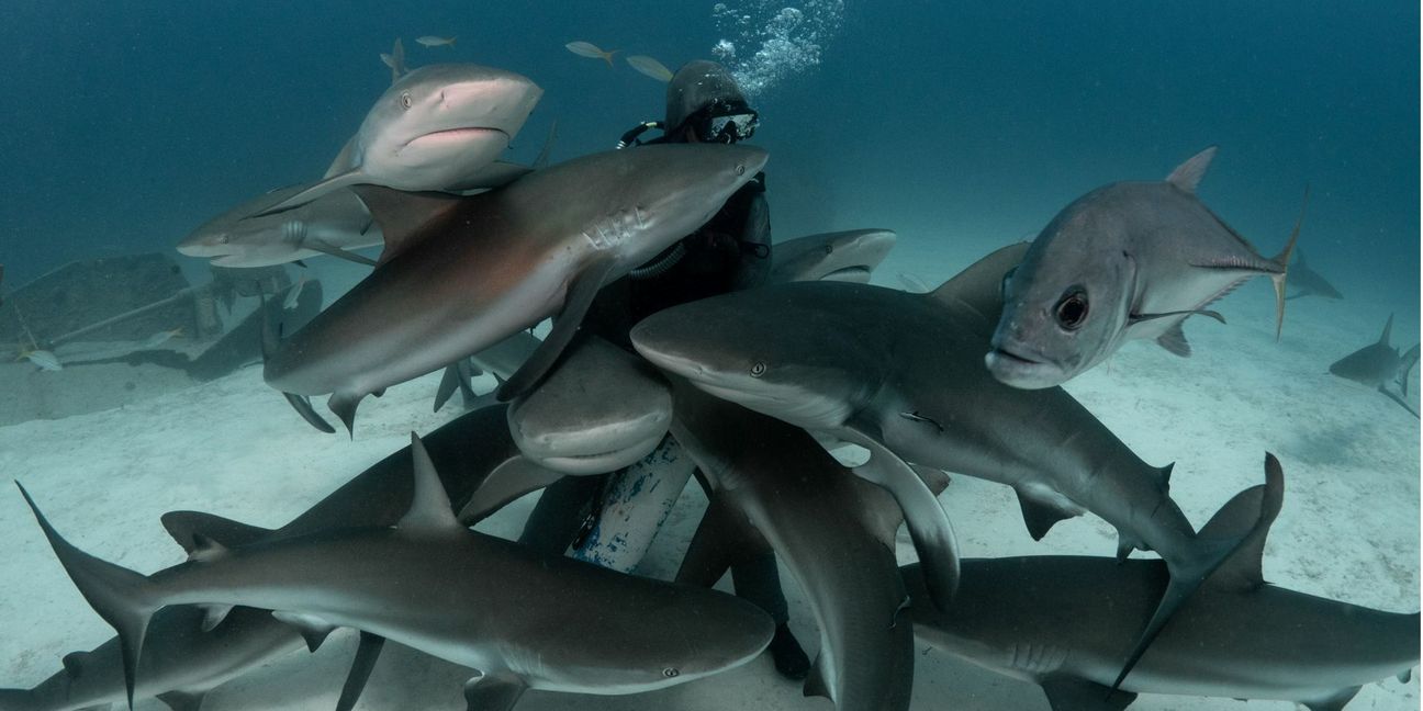 Von Haien umschwärmt: Für die meisten ein Albtraum, für Zenato der Höhepunkt des Tages.
 Foto: Kewin Lorenzen
