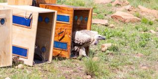 In Südafrika unterstützt die Wilhelma die Organisation Vulpro, die sich für den Schutz von Geiern einsetzt.