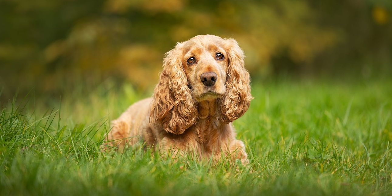 17 Hunde im Kreistierheim Böblingen suchen nach einem liebevollen neuen Platz. Unter ihnen Cocker Spaniel Jonny.