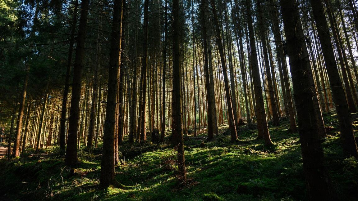 Der Zustand der deutschen Wälder bleibt angespannt. (Archivbild)