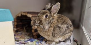 Platz zum Hoppeln, Artgenossen und Fürsorge: Kaninchen suchen ein artgerechtes Zuhause.