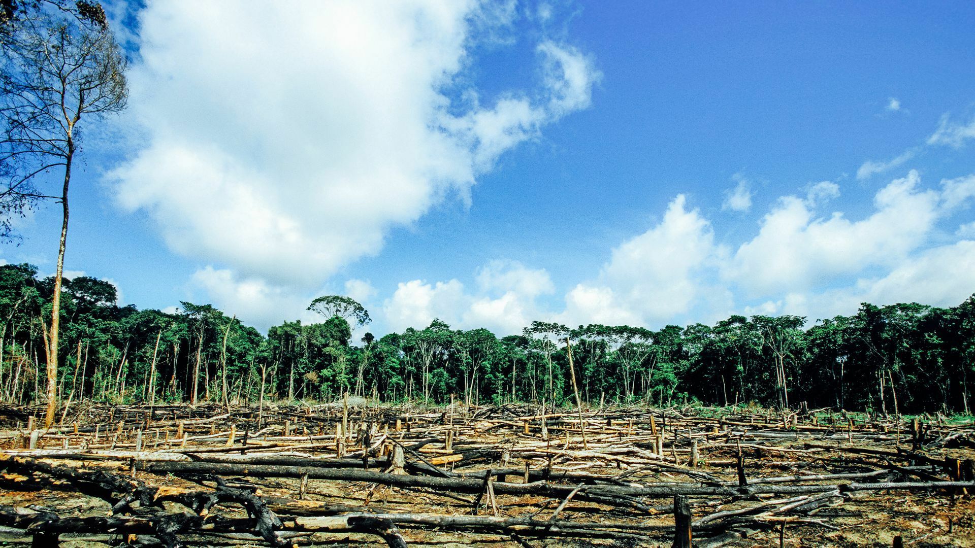 Abgeholzter Regenwald im Amazonasgebiet.        Foto: imago/Joerg Boethling