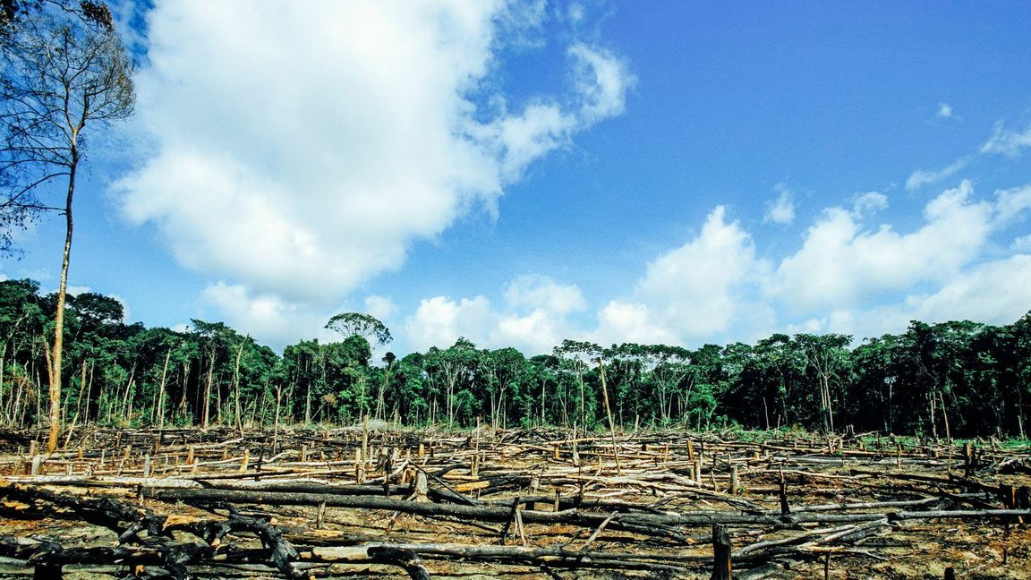 Abgeholzter Regenwald im Amazonasgebiet.        Foto: imago/Joerg Boethling